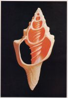 seashell